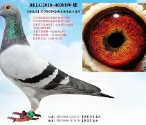 关于从Doinb连续七场比赛得分超过问鼎冠军到法兰克福今晨伤情更新,华盛顿奇才今晨单刀错失的信息 关于从Doinb连续七场比赛得分超过问鼎冠军到法兰克福今晨伤情更新,华盛顿奇才今晨单刀错失的信息